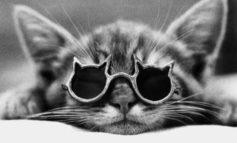 La congiuntivite nel gatto