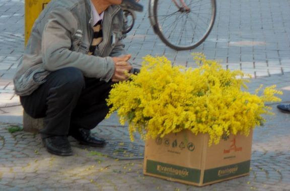 mimose abusive Mimose abusive, Federfiori scrive a prefetti e sindaci per chiedere controlli rigorosi