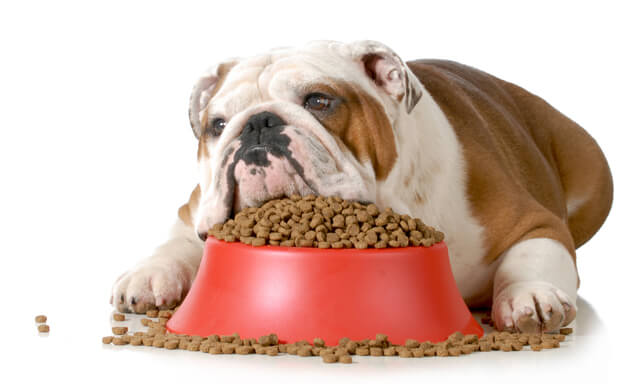 Il vostro cane mangia fino a scoppiare? Potrebbe avere la sindrome di Cushing 