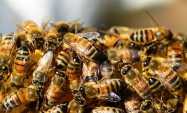 Apicoltura: i comuni umbri alleati delle api, nuove opportunità per la tutela della biodiversità