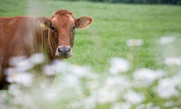 Corciano Bimbi reprise, alla Fattoria Didattica si recuperano gli eventi annullati