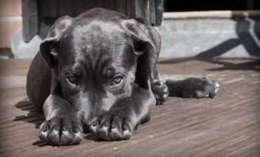 Abbandono dei cani in diminuzione, AIDAA: "Aumentano le adozioni nei canili"