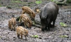 Mamma cinghiale attraversa la strada con 10 cuccioli, succede sul colle della Trinità