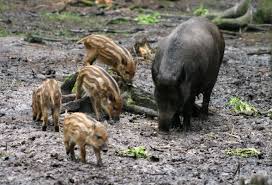 Mamma cinghiale attraversa la strada con 10 cuccioli, succede sul colle della Trinità 1