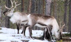 Natale: a Corciano arrivano le renne di Santa Claus, quelle vere