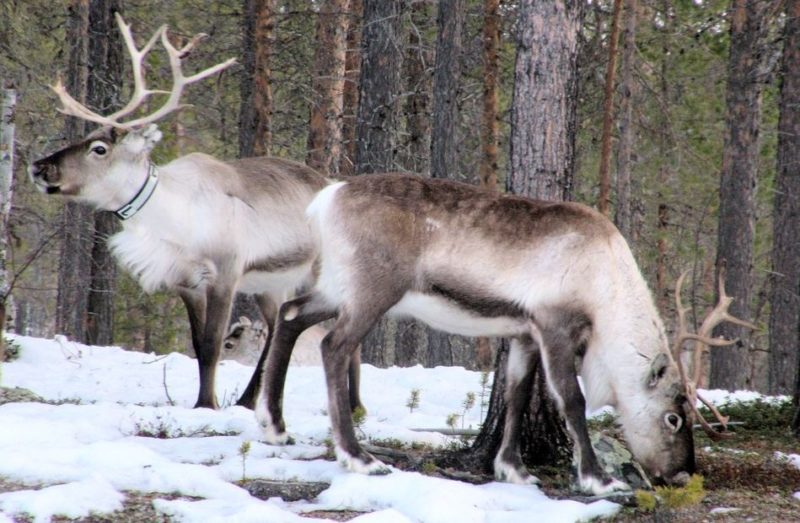 Natale: a Corciano arrivano le renne di Santa Claus, quelle vere 