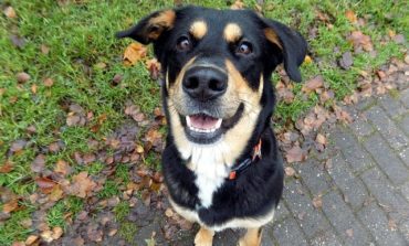 Adotta un nonno a 4 Zampe: a Corciano una giornata pet-friendly