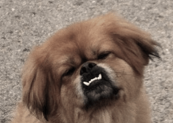 Il cane più brutto del mondo è corcianese