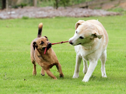 I volontari ripuliscono l'area cani di San Mariano 3