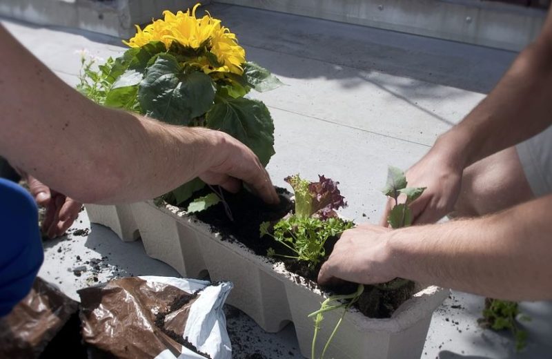 guerrilla gardening Guerrilla Gardening, salute e altre attività sabato alla Biblioteca Gianni Rodari
