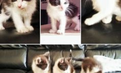 Gattini abbandonati rischiano la vita: salvati da morte certa ora cercano casa. Aiutiamoli!