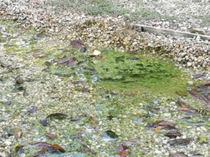 IMG_20170725_183340_resized