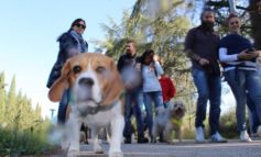 La prima passeggiata a sei zampe è un successo: soddisfazione de "L'Abbraccio"
