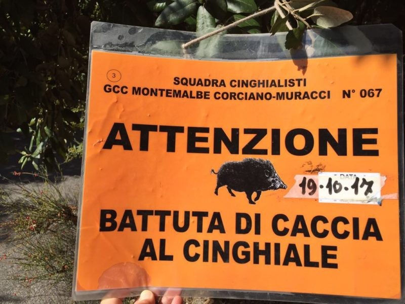 Caccia al cinghiale sul Colle della Trinità 2