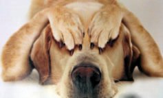 Castrazione del cane maschio, quando e perchè farla