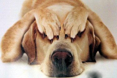 Castrazione del cane maschio, quando e perchè farla 
