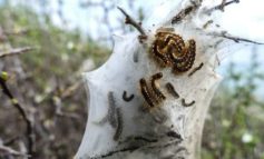Processionaria: cominciati gli interventi di disinfestazione
