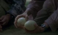 Trovate uova calcificate di dinusauro in un terreno a Chiugiana: si parla già di estrazione del DNA