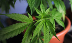 Nove vasi di cannabis in un garage a Ellera, denunciati due perugini