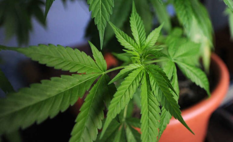 Nove vasi di cannabis in un garage a Ellera, denunciati due perugini