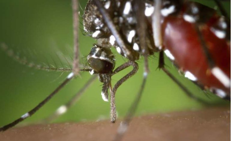 Zanzara tigre, il comune di Corciano avvia i controlli dei suoi movimenti