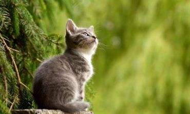 "Giornata Internazionale del Gatto" scopri in 10 segnali se ti ama