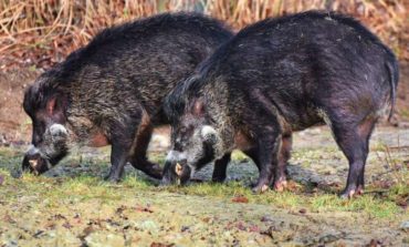 Danni all'agricoltura: si può sparare prima contro i cinghiali in caso di urgenza