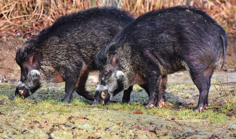 Danni all’agricoltura: si può sparare prima contro i cinghiali in caso di urgenza