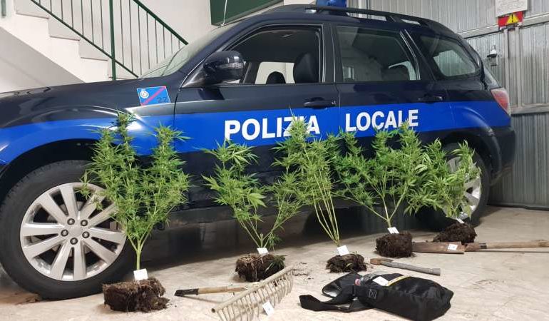 Baby-coltivatore di marijuana scoperto dalla Polizia Locale: le piante erano vicine al cimitero