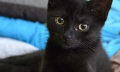 Gatti neri ad Halloween: cosa rischiano e come difenderli