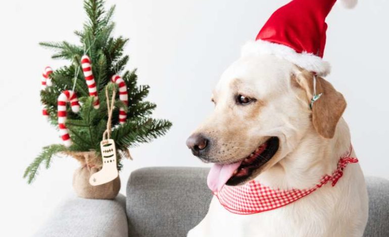 Uva e uvetta sono tossiche per i cani: a Natale no agli assaggini di panettone