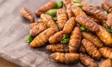 A Corciano apre "Bugs Gourmet" il primo ristorante di insetti d'Italia