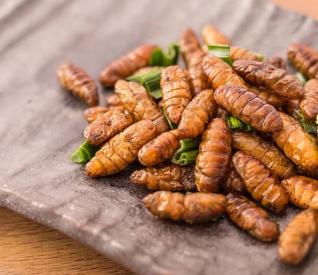 A Corciano apre “Bugs Gourmet” il primo ristorante di insetti d’Italia