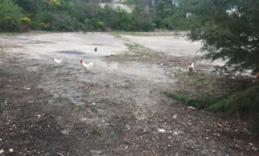 Galli, pulcini e galline allo stato brado tra i palazzi di San Mariano