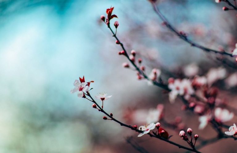 La finta primavera mette in ginocchio l’agricoltura e a rischio la vendemmia, si spera nel freddo