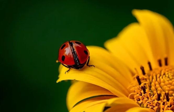 Clima, Coldiretti: è primavera con primizie in anticipo