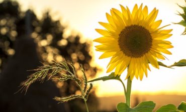 Oggi comincia l'estate: dalla settimana prossima temperature in aumento