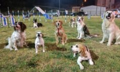 "Randagility", il centro cinofilo di Castelvieto festeggia un anno di vita