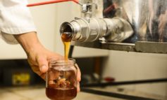 Un miele corcianese è tra i più pregiati d'Italia