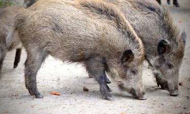 Caccia al cinghiale, ATC Perugia1 e Regione Umbria vincono il ricorso al TAR