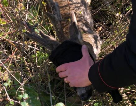 Capriolo investito, i carabinieri di Corciano soccorrono e affidano l’animale all’ospedale veterinario