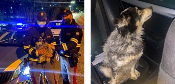 Vaga impaurita sul raccordo, cagnolina salvata dalla Polizia Stradale