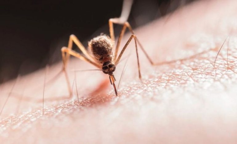 Virus West Nile, Coletto: “Alta la sorveglianza in Umbria”